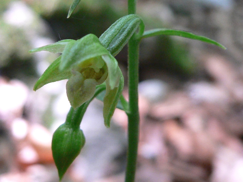 Epipactis microphylla